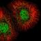 Mediator Complex Subunit 23 antibody, HPA070341, Atlas Antibodies, Immunofluorescence image 