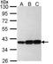 Prostaglandin F synthase antibody, PA5-29779, Invitrogen Antibodies, Western Blot image 