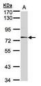 Meprin A Subunit Alpha antibody, GTX106151, GeneTex, Western Blot image 