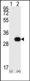 Serine/threonine-protein kinase Nek7 antibody, AP15026PU-N, Origene, Western Blot image 