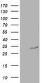 Replication Termination Factor 2 antibody, TA502347S, Origene, Western Blot image 