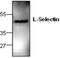 Selectin L antibody, GTX59778, GeneTex, Western Blot image 