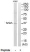 Docking Protein 5 antibody, TA326287, Origene, Western Blot image 