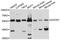 7-Dehydrocholesterol Reductase antibody, A10860, ABclonal Technology, Western Blot image 