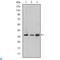 LIM Zinc Finger Domain Containing 1 antibody, LS-C812742, Lifespan Biosciences, Western Blot image 