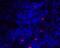 Inducible T Cell Costimulator Ligand antibody, A01965, Boster Biological Technology, Immunofluorescence image 