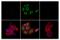 BAX antibody, 89477S, Cell Signaling Technology, Immunofluorescence image 