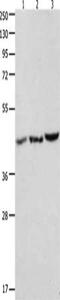 Chromobox 8 antibody, CSB-PA831688, Cusabio, Western Blot image 