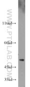 GDP Dissociation Inhibitor 2 antibody, 55096-1-AP, Proteintech Group, Western Blot image 