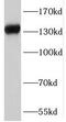 HLP antibody, FNab07895, FineTest, Western Blot image 