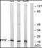Peptidylprolyl Isomerase F antibody, orb96038, Biorbyt, Western Blot image 