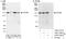 TBC1 Domain Family Member 4 antibody, A303-729A, Bethyl Labs, Western Blot image 