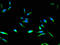 Cyclin Dependent Kinase Inhibitor 2B antibody, A62250-100, Epigentek, Immunofluorescence image 