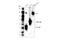 Neurotrophic Receptor Tyrosine Kinase 1 antibody, 92991S, Cell Signaling Technology, Western Blot image 