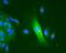 Nucleolin antibody, NB600-241, Novus Biologicals, Immunohistochemistry frozen image 