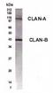 NLR Family CARD Domain Containing 4 antibody, TA336660, Origene, Western Blot image 