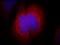 Exocyst complex component 2 antibody, 66011-1-Ig, Proteintech Group, Immunofluorescence image 