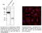 RAB11B, Member RAS Oncogene Family antibody, AB0082-200, SICGEN, Western Blot image 