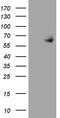 ER-beta antibody, TA801070, Origene, Western Blot image 