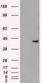 Small RNA Binding Exonuclease Protection Factor La antibody, TA500407, Origene, Western Blot image 