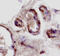 Small Cell Adhesion Glycoprotein antibody, AF3959, R&D Systems, Immunohistochemistry frozen image 