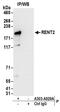 hUpf2 antibody, A303-929A, Bethyl Labs, Immunoprecipitation image 