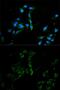 Major vault protein antibody, GTX55715, GeneTex, Immunofluorescence image 