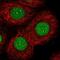 Nuclear factor 1 C-type antibody, NBP2-37935, Novus Biologicals, Immunofluorescence image 