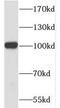 MMS19 nucleotide excision repair protein homolog antibody, FNab05248, FineTest, Western Blot image 