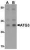 Ubiquitin-like-conjugating enzyme ATG3 antibody, LS-C115848, Lifespan Biosciences, Western Blot image 