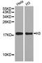 Histone H3 antibody, orb136531, Biorbyt, Western Blot image 