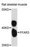 Free fatty acid receptor 3 antibody, LS-C747728, Lifespan Biosciences, Western Blot image 