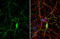 Synapsin-3 antibody, GTX109960, GeneTex, Immunofluorescence image 
