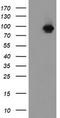 F-Box Protein 42 antibody, LS-C788687, Lifespan Biosciences, Western Blot image 