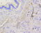 BCL2 Antagonist/Killer 1 antibody, 13-783, ProSci, Immunohistochemistry frozen image 