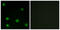RNA Binding Motif Protein 6 antibody, LS-C199523, Lifespan Biosciences, Immunofluorescence image 