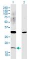 ICER antibody, H00001390-D01P, Novus Biologicals, Western Blot image 