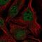 Histone chaperone ASF1B antibody, NBP2-55687, Novus Biologicals, Immunofluorescence image 