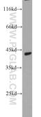 C-C chemokine receptor type 10 antibody, 22071-1-AP, Proteintech Group, Western Blot image 