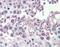 CPX Chromosome Region Candidate 1 antibody, PA5-41653, Invitrogen Antibodies, Immunohistochemistry frozen image 