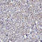 ERBB2 antibody, HPA001383, Atlas Antibodies, Immunohistochemistry frozen image 