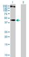 Keratin 34 antibody, H00003885-B01P, Novus Biologicals, Western Blot image 