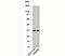 Homeobox A9 antibody, 33-025, ProSci, Western Blot image 
