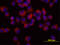 TNF Receptor Superfamily Member 11b antibody, BAF805, R&D Systems, Western Blot image 