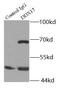 DEAD-Box Helicase 17 antibody, FNab02296, FineTest, Immunoprecipitation image 