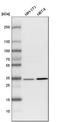 Leucine Rich Repeat Containing 59 antibody, HPA030827, Atlas Antibodies, Western Blot image 
