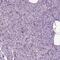 Spermatogenesis-associated protein 17 antibody, PA5-56341, Invitrogen Antibodies, Immunohistochemistry paraffin image 
