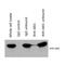 COP9 Signalosome Subunit 5 antibody, GTX70207, GeneTex, Western Blot image 