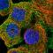 Frizzled Class Receptor 6 antibody, HPA017991, Atlas Antibodies, Immunocytochemistry image 
