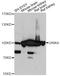  antibody, LS-C748828, Lifespan Biosciences, Western Blot image 